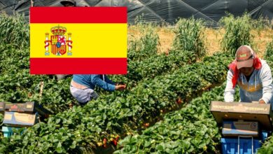 فرص عمل في مزارع اسبانيا براتب 1300 يورو بعقود مفتوحة