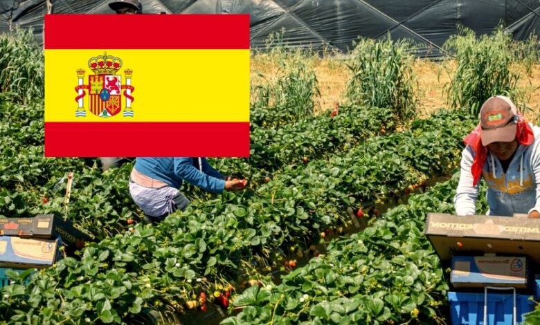 فرص عمل في مزارع اسبانيا براتب 1300 يورو بعقود مفتوحة