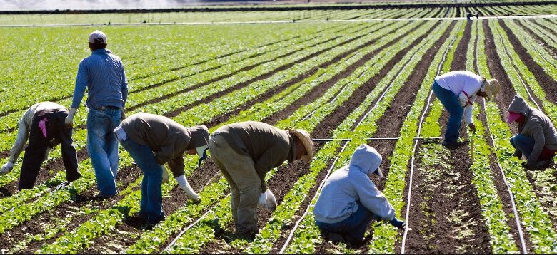فرص عمل في مزارع بريطانيا براتب 2500 جنيه بعقود دائمة