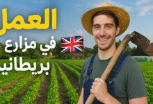 مزارع الطماطم في بريطانيا تفتح أبواب التوظيف: راتب محفز