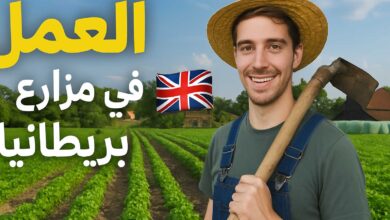 مزارع الطماطم في بريطانيا تفتح أبواب التوظيف: راتب محفز