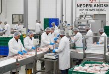 فرصة عمل في هولندا: مطلوب عامل إنتاج في مصنع دجاج براتب مغرٍ