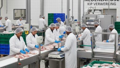 فرصة عمل في هولندا: مطلوب عامل إنتاج في مصنع دجاج براتب مغرٍ