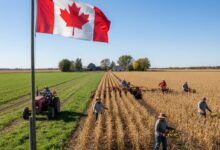 كندا تعلن عن عقود عمل دائمة في المزارع لفائدة الأجانب