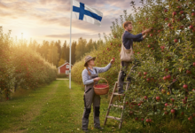 فنلندا تعلن عن وظائف موسمية في قطف الفراولة لصيف 2026