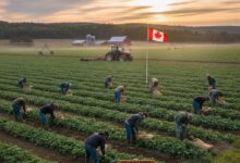 مزارع كندية تفتح باب التوظيف لعمال الزراعة مع توفير التدريب
