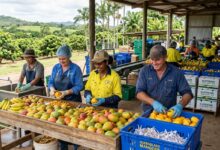 مطلوب عمال موسميين مؤقتين لتعبئة وتقشير الفاكهة في مزرعة بأستراليا