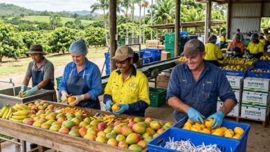 مطلوب عمال موسميين مؤقتين لتعبئة وتقشير الفاكهة في مزرعة بأستراليا