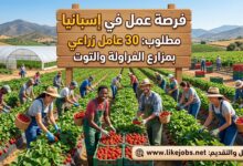 فرصة عمل في إسبانيا: مطلوب 30 عامل زراعي بمزارع الفراولة والتوت